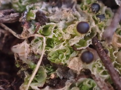 Fossombronia longiseta