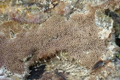 Trichaptum byssogenum