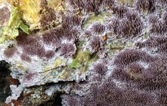 Trichaptum byssogenum