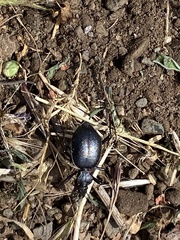 Scaphinotus interruptus