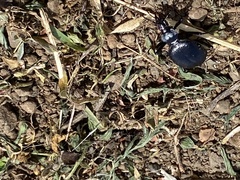 Scaphinotus interruptus