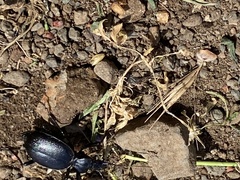 Scaphinotus interruptus