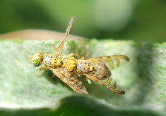 Chaetorellia succinea