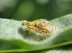 Chaetorellia succinea