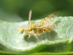 Chaetorellia succinea