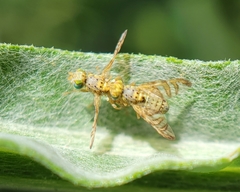 Chaetorellia succinea