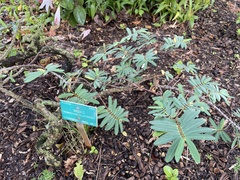 Euphorbia celastroides