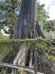 Pterygota alata