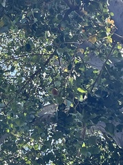 Pterygota alata