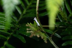 Tipanaea patulella