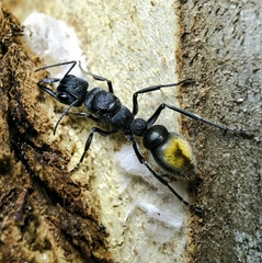 Myrmecia mandibularis