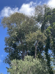Pterygota alata