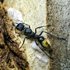 Myrmecia mandibularis