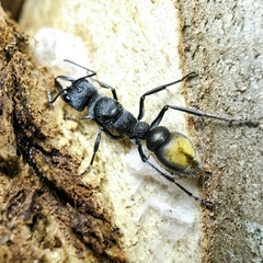 Myrmecia mandibularis