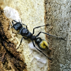 Myrmecia mandibularis