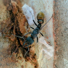Myrmecia mandibularis