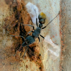 Myrmecia mandibularis
