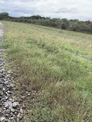 Pseudophryne semimarmorata