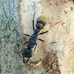 Myrmecia mandibularis