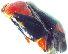 Neocapsus cuneatus