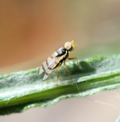 Urophora sirunaseva