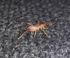 Pterapotrechus