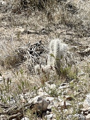 Opuntia polyacantha erinacea