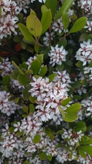 Rhaphiolepis indica