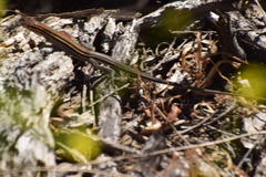 Aspidoscelis hyperythrus beldingi