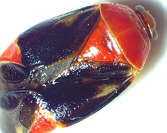 Neocapsus cuneatus