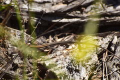 Aspidoscelis hyperythrus beldingi