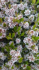 Rhaphiolepis indica