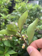 Solanum diphyllum
