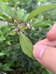 Solanum diphyllum