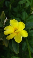 Jasminum