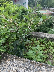 Solanum diphyllum