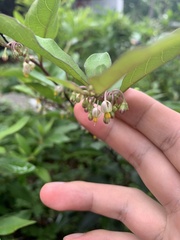Solanum diphyllum