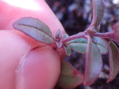 Epilobium foliosum