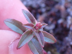 Epilobium foliosum