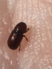 Coccotrypes dactyliperda