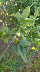 Jasminum