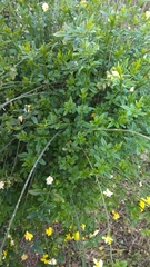 Jasminum