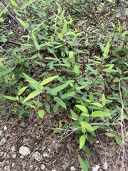 Desmodium psilophyllum
