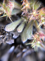 Chorizanthe minutiflora