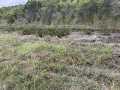 Pseudophryne semimarmorata