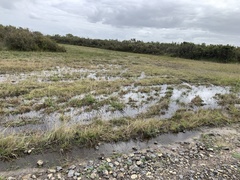 Pseudophryne semimarmorata