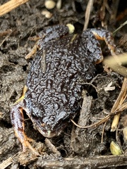 Pseudophryne semimarmorata