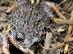 Pseudophryne semimarmorata