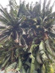Cycas rumphii