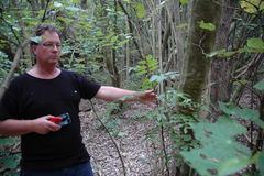 Alectryon excelsus excelsus